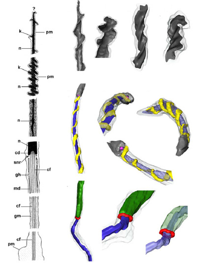 TEM-based 3D-reco of snail sperm cell