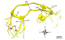 3D-reconstruction nervous system