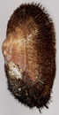 Shell of Barbatia barbata